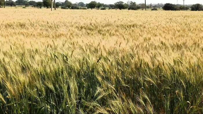 सरकार ने गेहूं की अच्छी पैदावार की उम्मीद जताई.