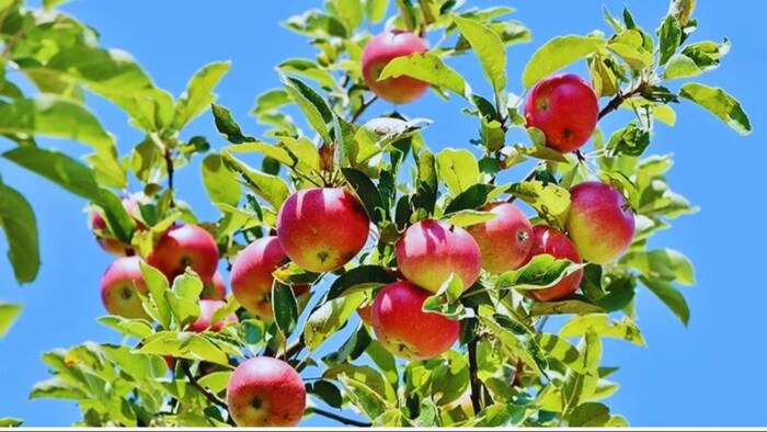 क्या सेब के नए पौधे तेजी से नहीं बढ़ रहे हैं?