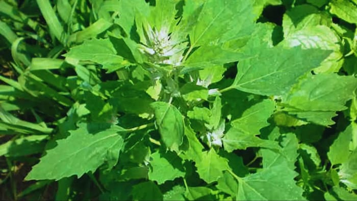 बथुआ की अधिक पैदावार के लिए ये खाद डालें किसान