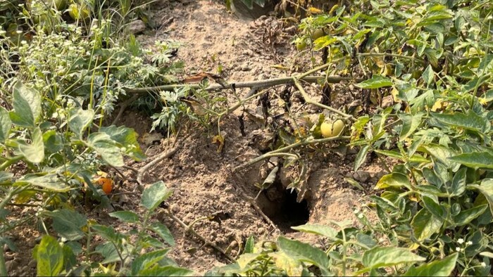 पटना के दियारा इलाके में चूहों का आतंक, किसानों को लगा रहे कई लाख का चूना