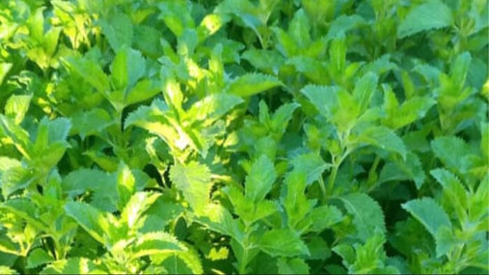 मेंथा की खेती की उन्नत तकनीक