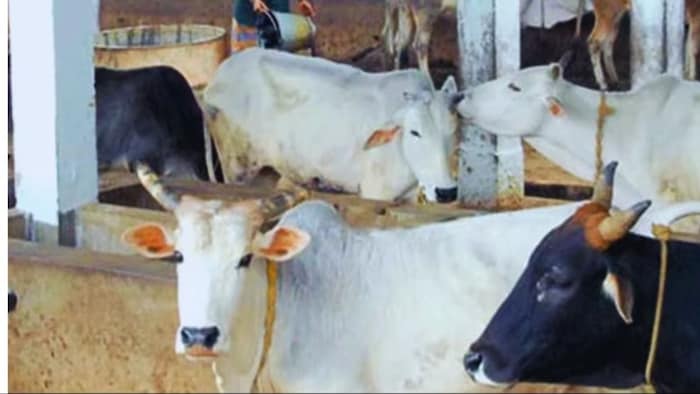 जानिए क्या है खुरपका-मुंहपका रोग के बारे में