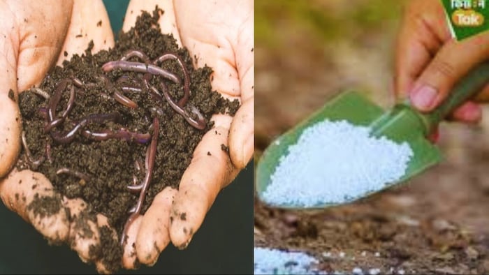 केंचुआ खाद या रासायनिक खाद