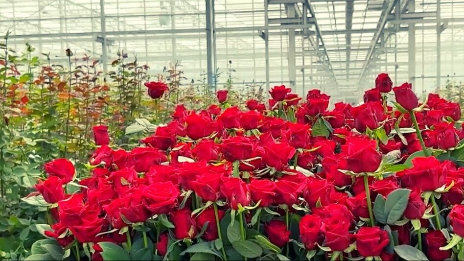 वैलेंटाइन वीक में कई गुना तक बढ़ जाती है गुलाबों की मांग, किसानों की कमाई में बंपर इजाफा वैलेंटाइन वीक में कई गुना तक बढ़ जाती है गुलाबों की मांग, किसानों की कमाई में बंपर इजाफा