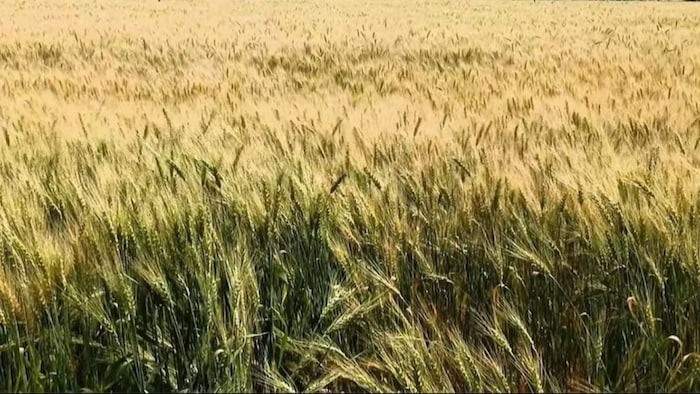 पके गेहूं की खड़ी फसल गिर जाए तो क्या करें