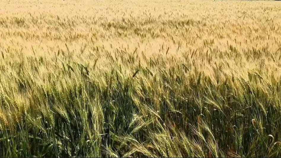 पके गेहूं की खड़ी फसल गिर जाए तो क्या करें, नुकसान कैसे कम करें किसान पके गेहूं की खड़ी फसल गिर जाए तो क्या करें, नुकसान कैसे कम करें किसान