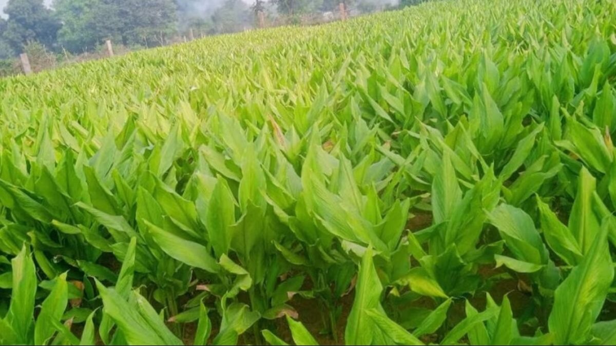 जैविक खेती प्रमाणीकरण