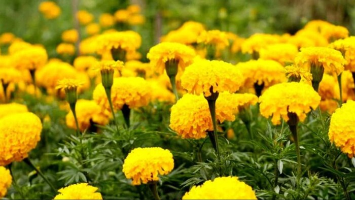 गेंदे ने बदल दी त्रिपुरा के किसानों की किस्मत