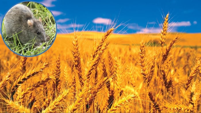गेहूं की फसल को चूहों से बचाने का तरीका