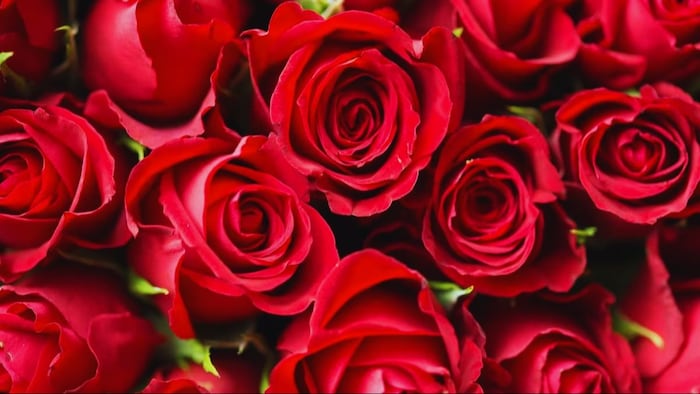 ऐसे करें गुलाब की कटाई तभी मार्केट में मिलेगा सही दाम