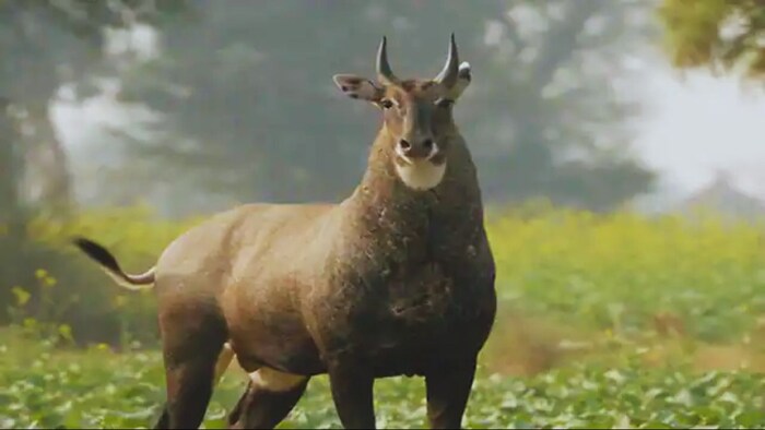 नीलगाय से फसल को बचाएगा ये छोटा सा पौधा