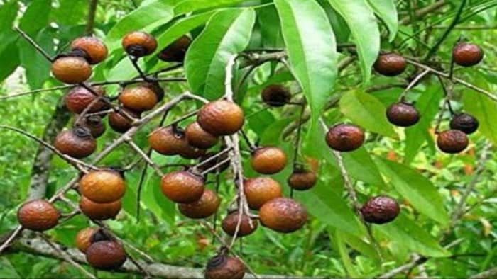 रीठा की खेती कर कमा सकते हैं लाखों का मुनाफा