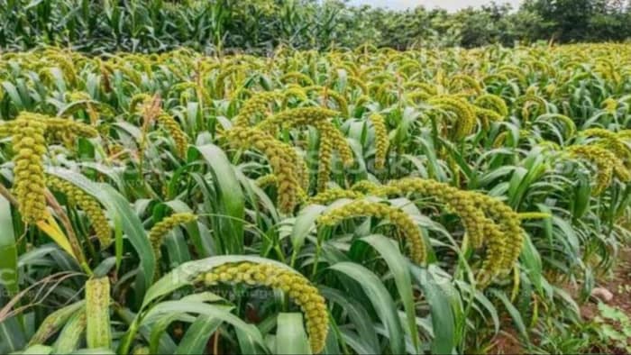 मोटे अनाजों की खेती पर सरकार का जोर