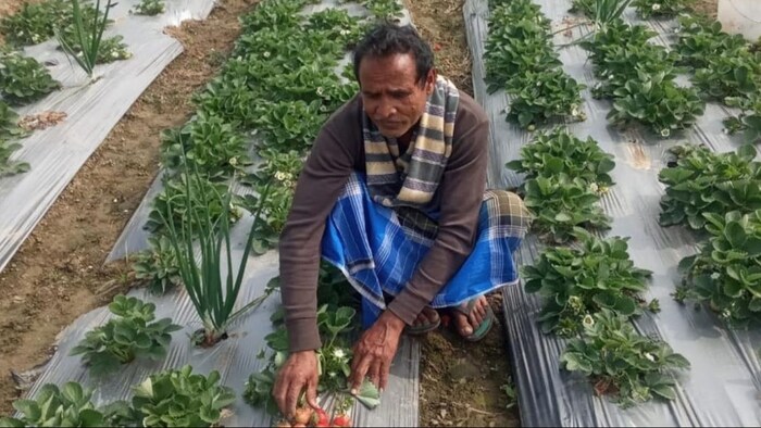 स्ट्रॉबेरी की खेती ने बिहार के किसान को बनाया करोड़पति,