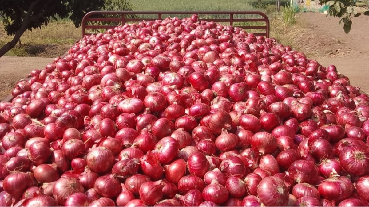  Onion Price: सोलापुर और राहुरी में 1 रुपये क‍िलो हुआ प्याज, मनमाड में क‍िसानों को म‍िल रहा 2 रुपये का भाव