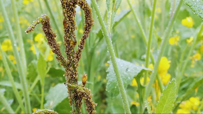 सावधान! सरसों पर अभी कीटों और रोगों का हो सकता है प्रकोप