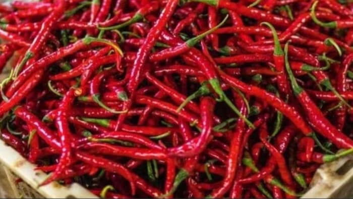 मंडी में पहुंच रही हैं मिर्च की रिकॉर्ड आवक