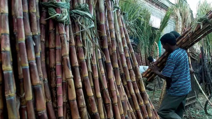 गन्ने की बुआई में जैविक उर्वरकों का करें इस्तेमाल