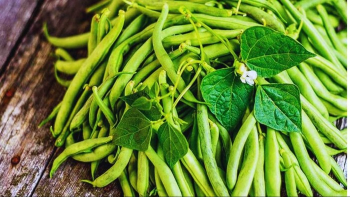 अर्का कोमल है फ्रेंच बीन्स की सबसे उन्नत किस्म
