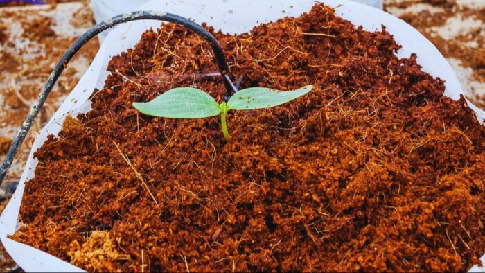 अगर गार्डनिंग का हैं शौकीन तो जान लें, कैसे तैयार होता है कोकोपीट खाद