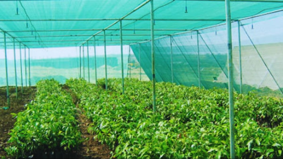 पारंपरिक खेती छोड़, किसान ने अपनाया आधुनिक तकनीक