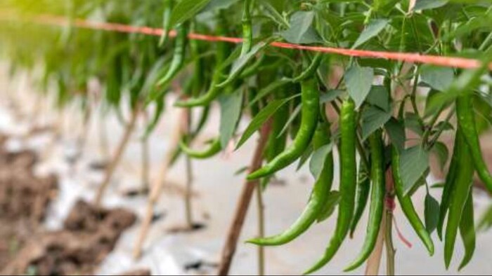 घर के गमले में ऐसे लगाएं मिर्च का पौधा