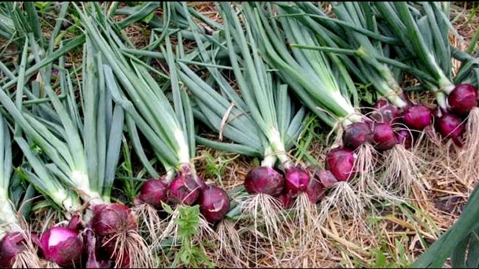 Onion Farming: प्याज की खेती में न करें ये गलतियां, वैज्ञानिक ने बताए बंपर पैदावर के टिप्स और मुनाफा बढ़ाने का तरीका Onion Farming: प्याज की खेती में न करें ये गलतियां, वैज्ञानिक ने बताए बंपर पैदावर के टिप्स और मुनाफा बढ़ाने का तरीका