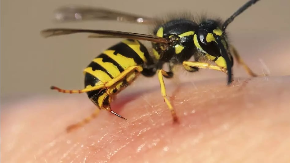 Bee Venom: मधुमक्खी के डंक से होता है इन गंभीर बीमारियों का इलाज, सोने से भी महंगी है 1 ग्राम जहर की कीमत Bee Venom: मधुमक्खी के डंक से होता है इन गंभीर बीमारियों का इलाज, सोने से भी महंगी है 1 ग्राम जहर की कीमत