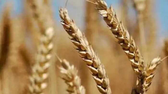 एमएसपी पर गेहूं खरीद जल्दी करने के निर्देश.