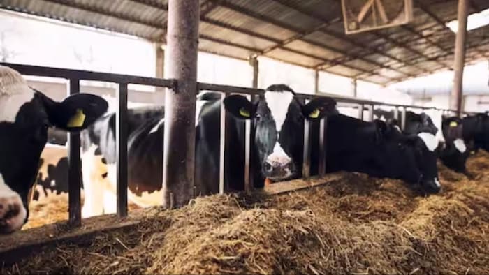 दूध बढ़ाने के लिए पशुओं को खिलाएं धान का भूसा
