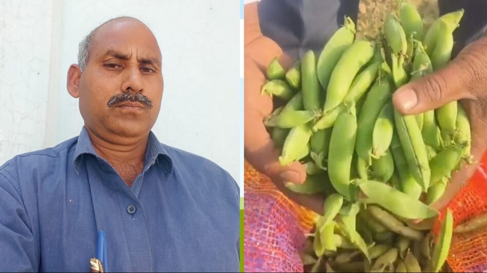 Success Story: यूपी के इस किसान ने खास तकनीक से ली मटर की पैदावार, डबल हुई कमाई, जानें कैसे? Success Story: यूपी के इस किसान ने खास तकनीक से ली मटर की पैदावार, डबल हुई कमाई, जानें कैसे?