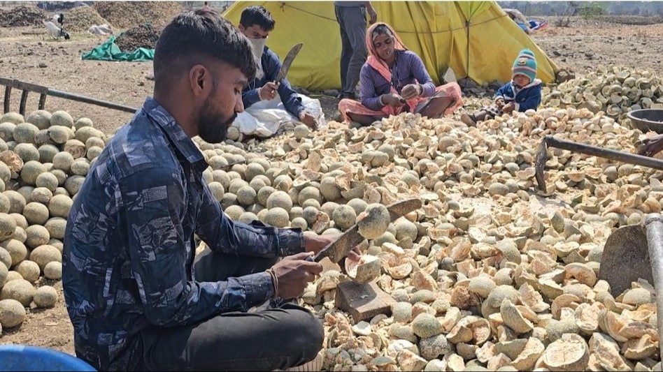 कबीट फल से गुलजार हुआ आगर मालवा, साल में करोड़ों रुपये का होता है व्यापार कबीट फल से गुलजार हुआ आगर मालवा, साल में करोड़ों रुपये का होता है व्यापार