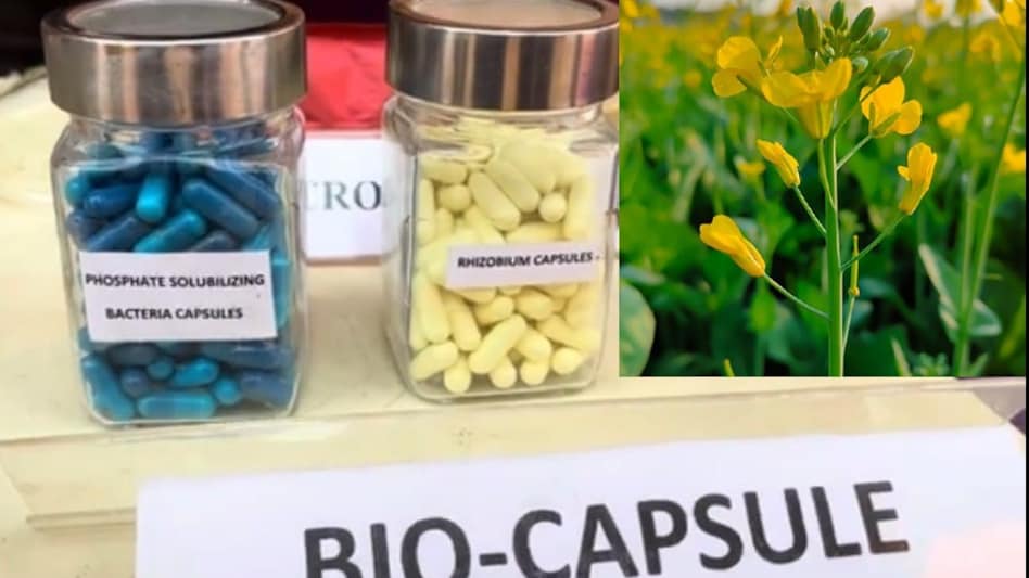 Bio capsule: कैप्सूल खाकर पौधे रहेंगे स्वस्थ, फसल से मिलेगी 30 फीसदी अधिक पैदावार Bio capsule: कैप्सूल खाकर पौधे रहेंगे स्वस्थ, फसल से मिलेगी 30 फीसदी अधिक पैदावार