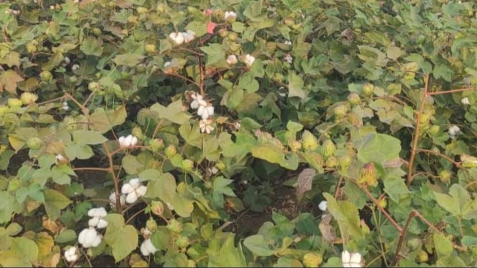कपास की फसल के बाद खेत खाली रह गया हो तो तुरंत करें ये काम, बंपर मिलेगी पैदावार कपास की फसल के बाद खेत खाली रह गया हो तो तुरंत करें ये काम, बंपर मिलेगी पैदावार