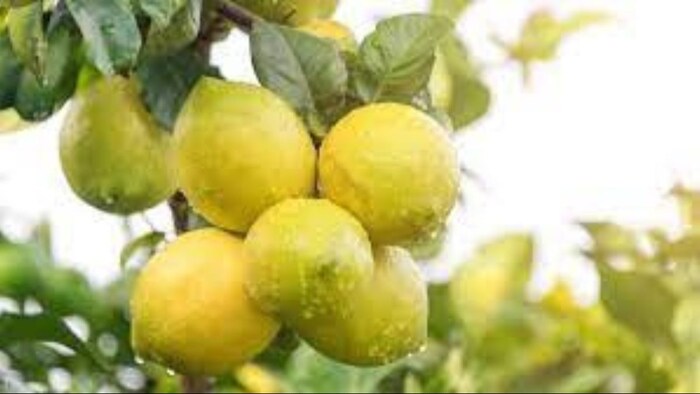 काजी नेमू का विदेशों में भी होता है निर्यात. (सांकेतिक फोटो)