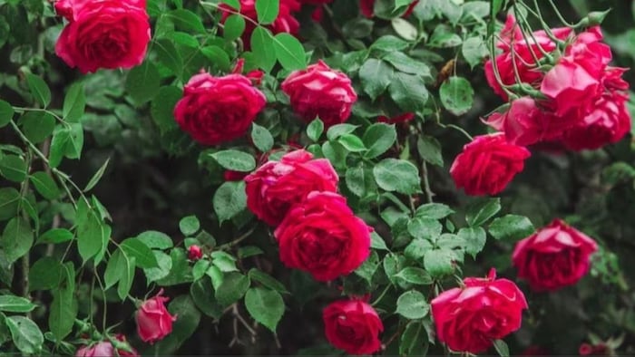 कश्मीरी गुलाब की खेती