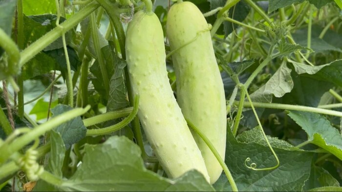 Cucumber Farming