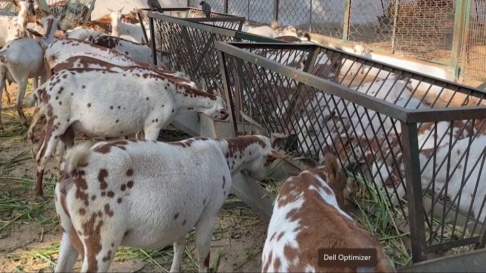 Goat Farming: बकरियों के लिए बेहद खतरनाक हैं ये 4 रोग, जानें इनके लक्षण और बचाव के उपाय  Goat Farming: बकरियों के लिए बेहद खतरनाक हैं ये 4 रोग, जानें इनके लक्षण और बचाव के उपाय