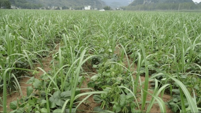 बंसतकालीन गन्ने के साथ इंटरकॉप