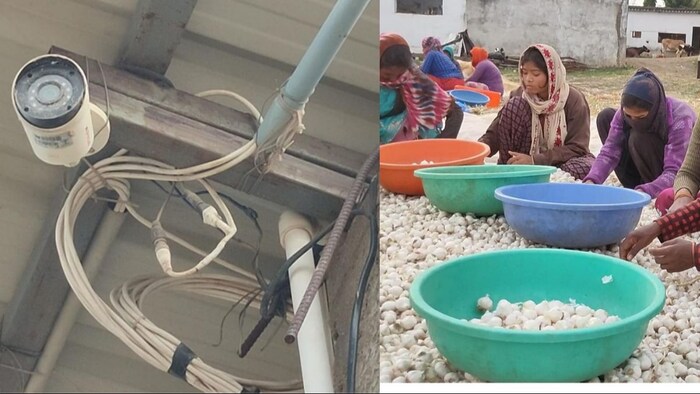 किसान ने लहसुन की रखवाली के लिए लगाया सीसीटीवी कैमरा