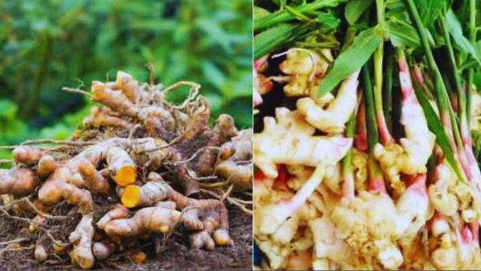 अदरक, हल्दी और ओल की खेती में कमाई का सुनहरा मौका