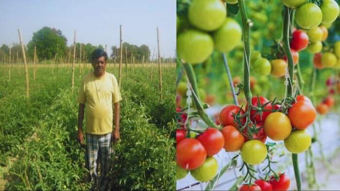आर्मी की नौकरी छोड़ अरुण ने शुरू की टमाटर की खेती