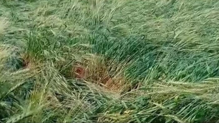 बेमौसम बारिश से फसलों को हुआ नुकसान