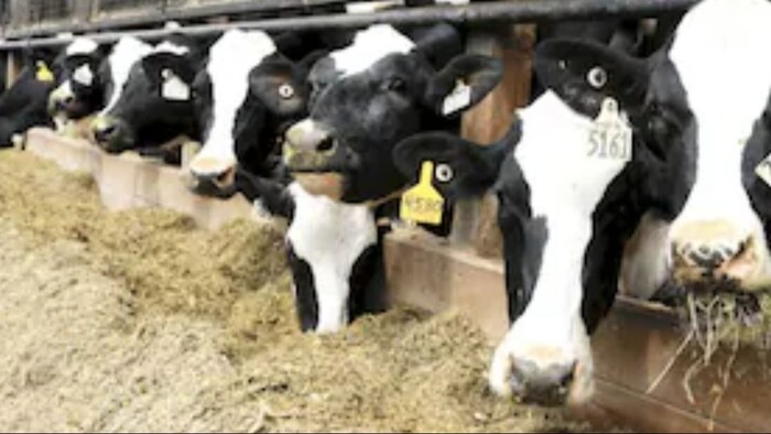 जानिए पशुपालन के लिए लोन कैसे पा सकते हैं