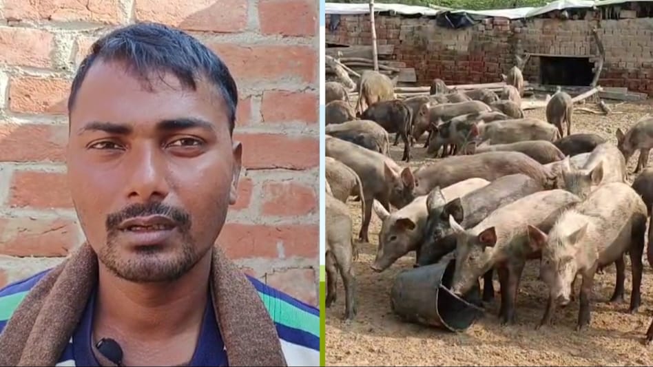 Success Story: कभी दो वक्त की रोटी के थे लाले, आज सूअर पालन से लाखों में पहुंची कमाई Success Story: कभी दो वक्त की रोटी के थे लाले, आज सूअर पालन से लाखों में पहुंची कमाई