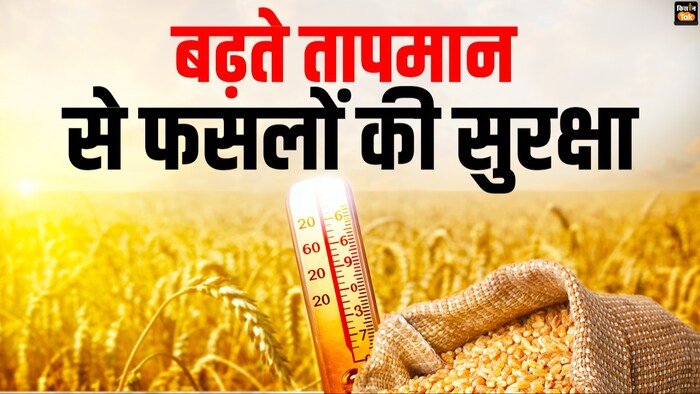 गेहूं की फसल पर बढ़ते तापमान का असर