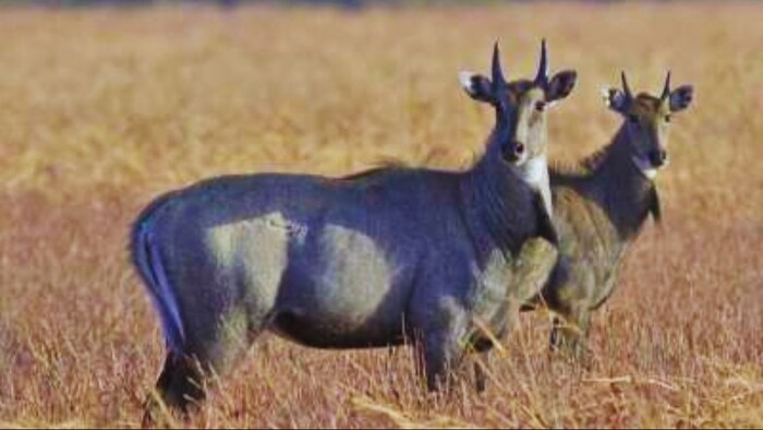 नीलगाय के बारे में जान लें ये ख़ास बातें