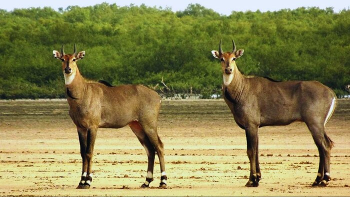 नीलगाय को भगा सकती हैं प्लास्टिक की पन्नियां