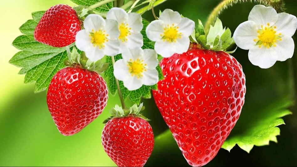 Success Story: एक हेक्टेयर में 8 लाख का शुद्ध मुनाफा, बिहार के इस किसान ने कर दिया कमाल Success Story: एक हेक्टेयर में 8 लाख का शुद्ध मुनाफा, बिहार के इस किसान ने कर दिया कमाल