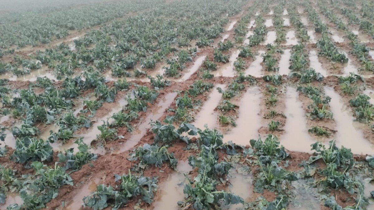 झारखंड में ओलावृष्टि और बारिश से सब्जी की खेती तबाह, किसानों को लाखों का हुआ नुकसान